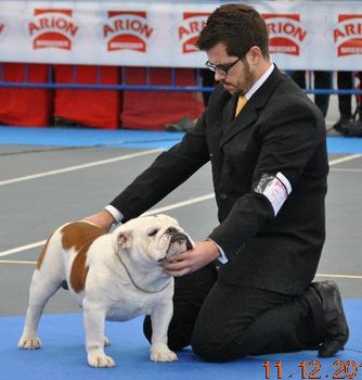 foto de un bulldog con el criador